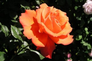 ALEXANDER (hybrid tea)